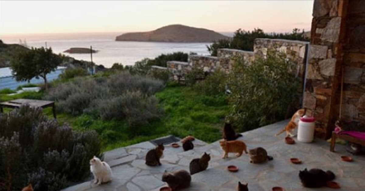 Si cercano amanti dei gatti, offrono vitto e alloggio in un’isola paradisiaca