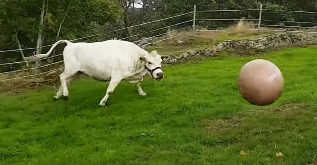 Mucca gioca a palla con la sua amica umana, Ma ascoltate come muggisce per la gioia