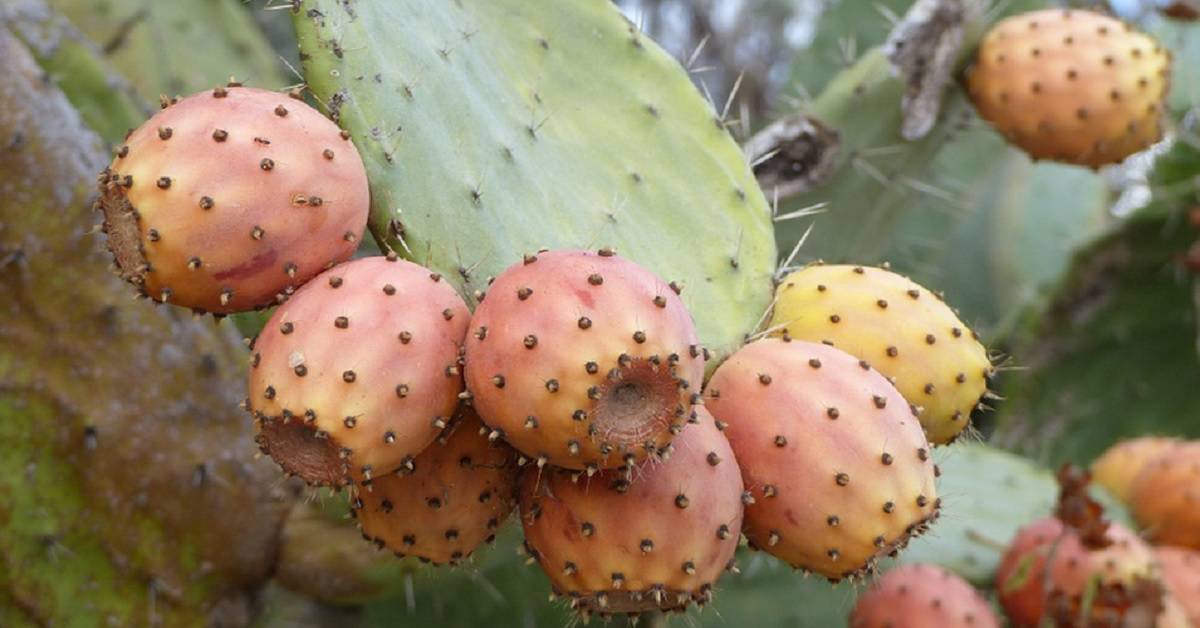 Pochi conoscono il loro potere: ecco perchè sono necessari nella dieta e per il pianeta