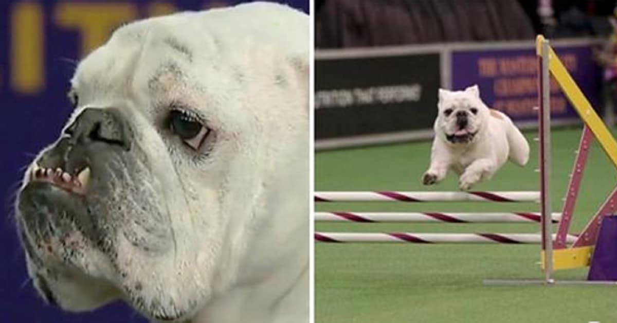 Bulldog ha corso come mai in una competizione per cani. Lo avevano preso in giro, ma ha sorpreso tutti