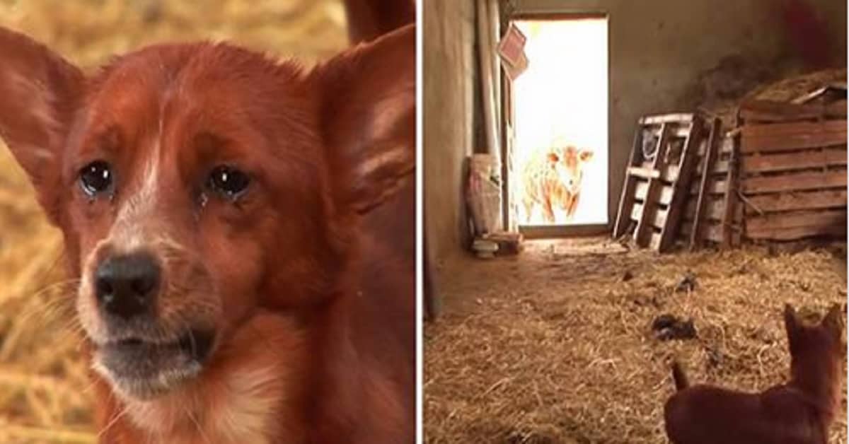 Il cucciolo triste è stato separato dalla mucca che lo ha allevato – la macchina fotografica cattura il momento in cui si riuniscono di nuovo