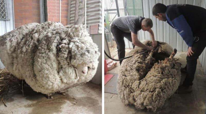 La pecora persa dal contadino viene trovata dopo 6 anni. La tosatura da record. (Foto)