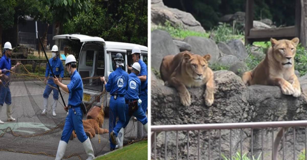 La prova di evacuazione dello zoo giapponese è virale e le persone ridono per la reazione dei veri leoni