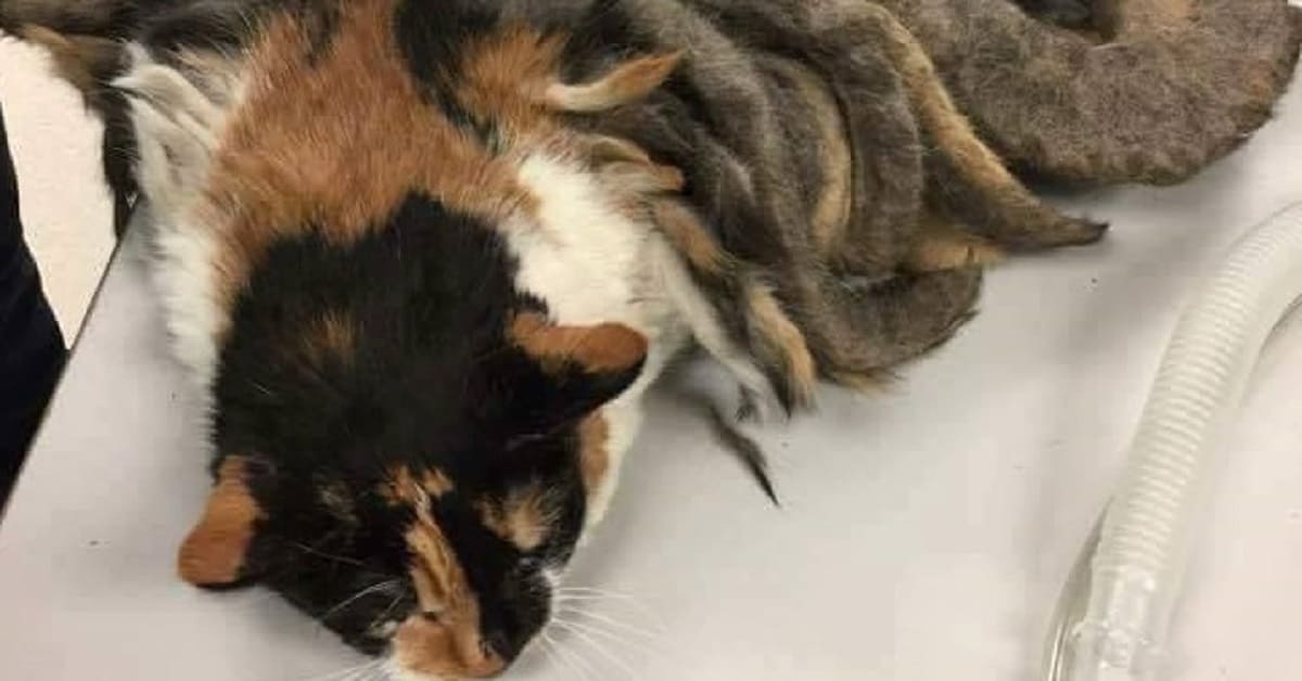 Hidey è stato ritrovato a casa di un’anziana signora, ed è stato soprannominato gatto polpo per le condizioni in cui è stato trovato.  La sua storia