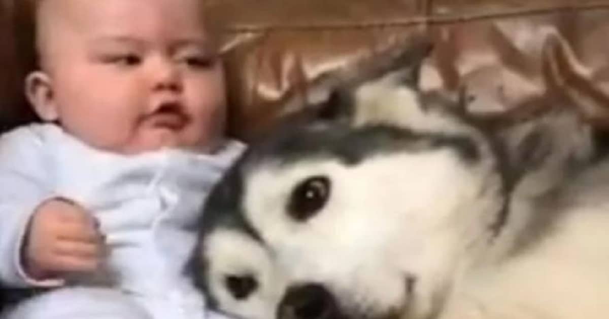 La relazione tra un bambino e un cane diventa il “TikTok più tenero del mondo”, ma se ad alcuni piace altri lo criticano. Ecco il motivo