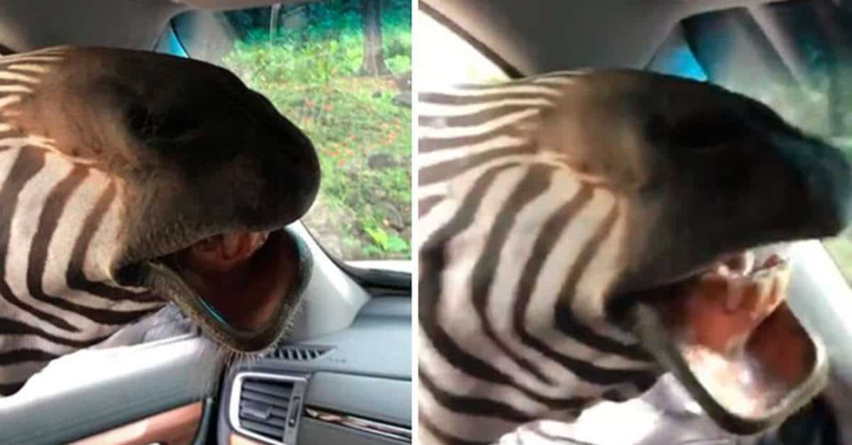 Zebra affamata stupisce un gruppo di turisti durante un safari nella savana. Il video virale.