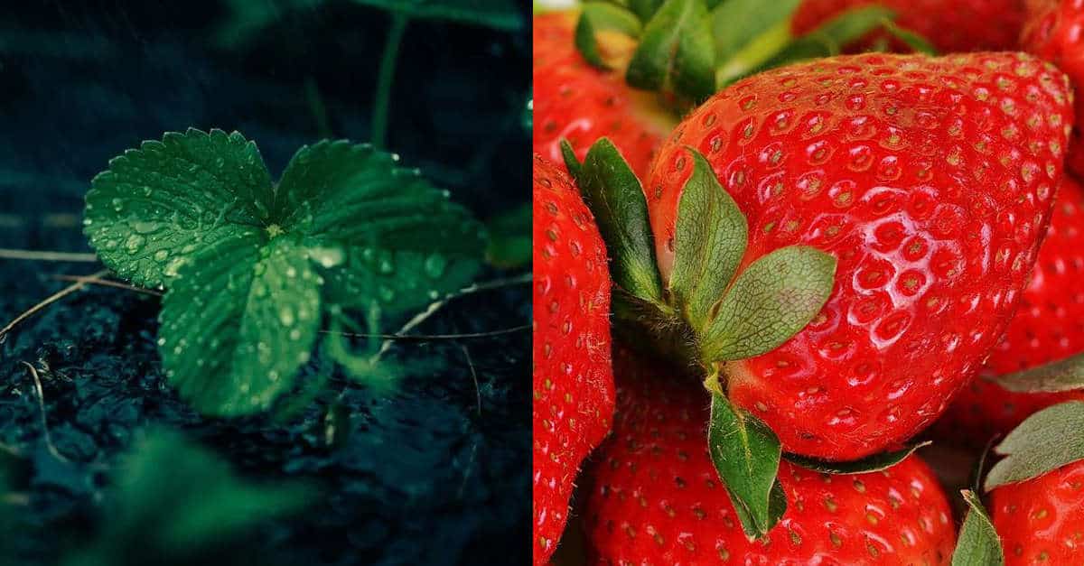 Impara a piantare fragole in una tazza in casa tua. Succose e biologiche!