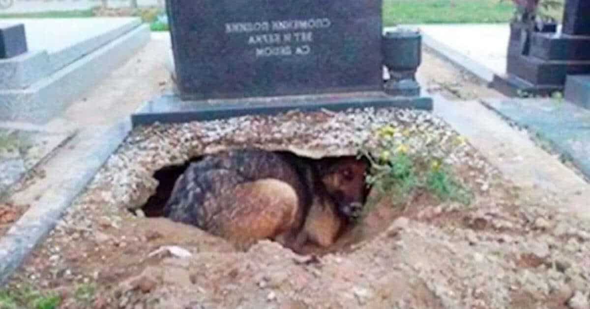 Il cane crea una cuccia in una tomba, ma poi un passante scopre che non l’aveva fatto per se stesso