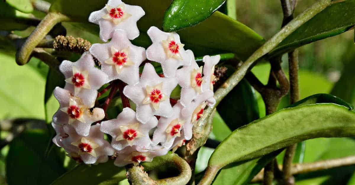 Sembra di cera, invece è un fiore vero: anche facile da coltivare