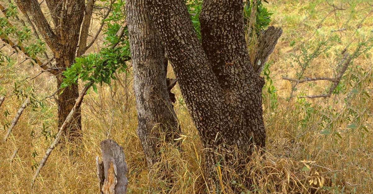 Sopravviveresti nella savana? Prova a trovare il leopardo in questa foto