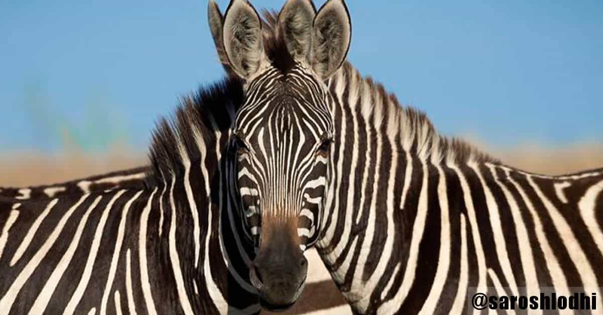 Le persone non riescono a capire quale di queste 2 zebre stia guardando la camera