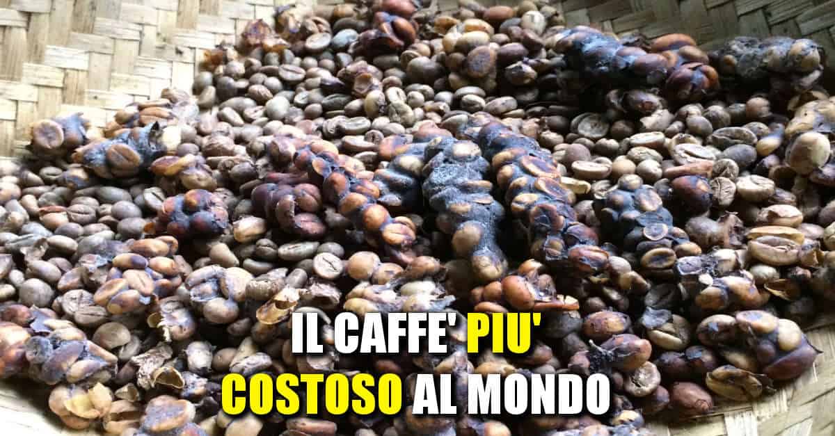 Kopi luwak, il caffè più costoso al mondo. Sapete perché? Ecco come viene fatto!