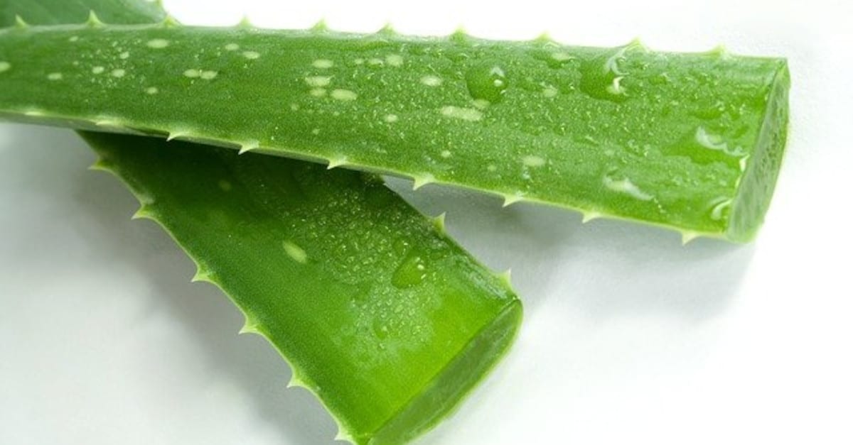 Aloe vera: cos’è e come si usa. Ecco tutte le grandi proprietà benefiche di questa speciale pianta.