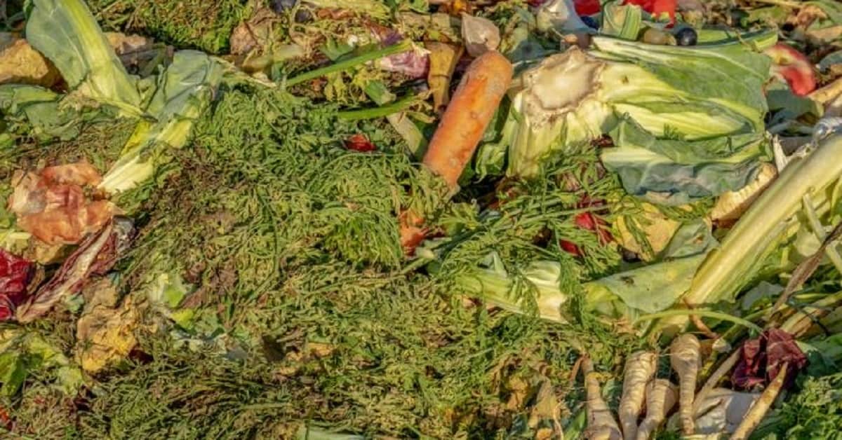 4 consigli utili per evitare che il compost si riempia di moscerini.