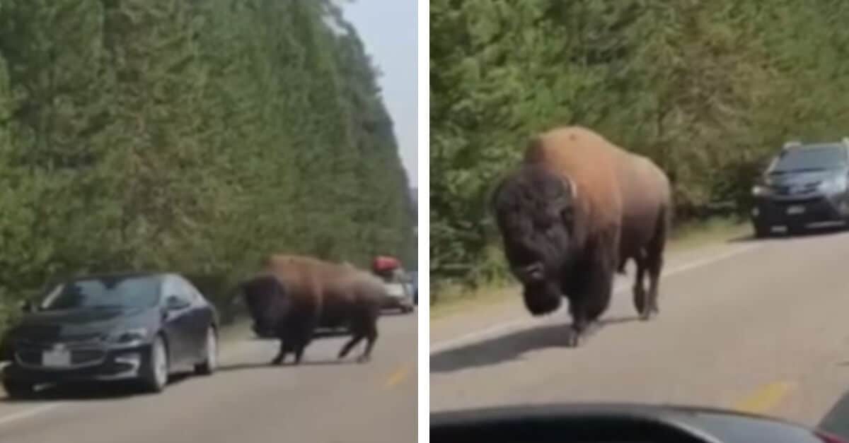 Bisonte attraversa una strada e distrugge un’auto con un solo colpo. Il video diventa virale