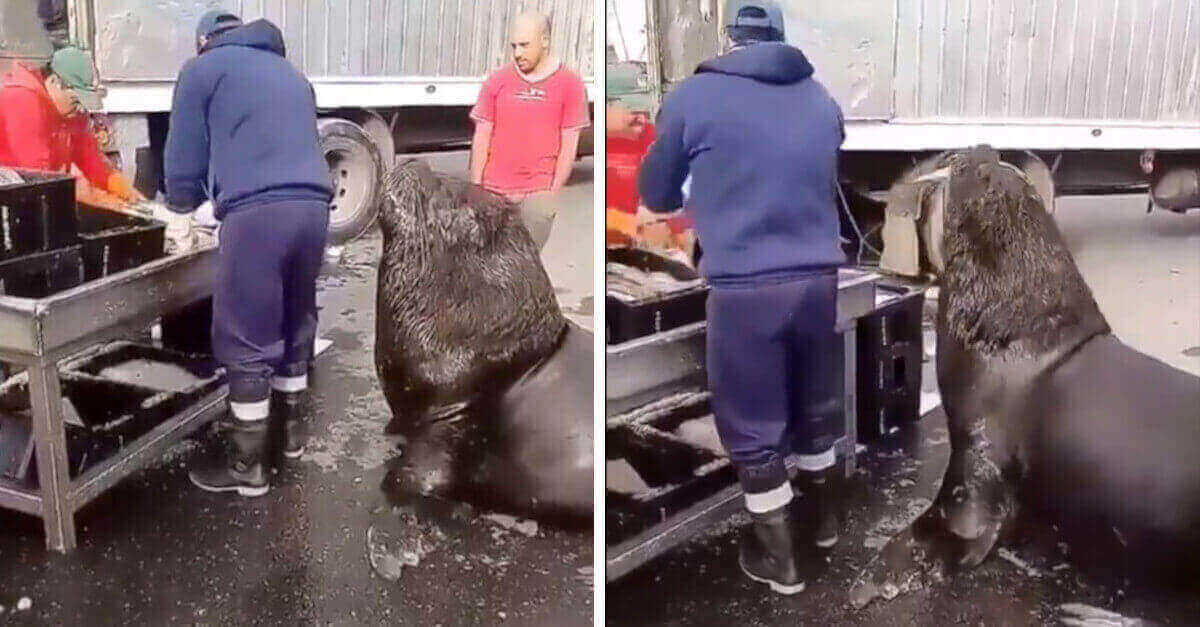 Un enorme leone marino chiede molto educatamente un po’ di pesce al mercato