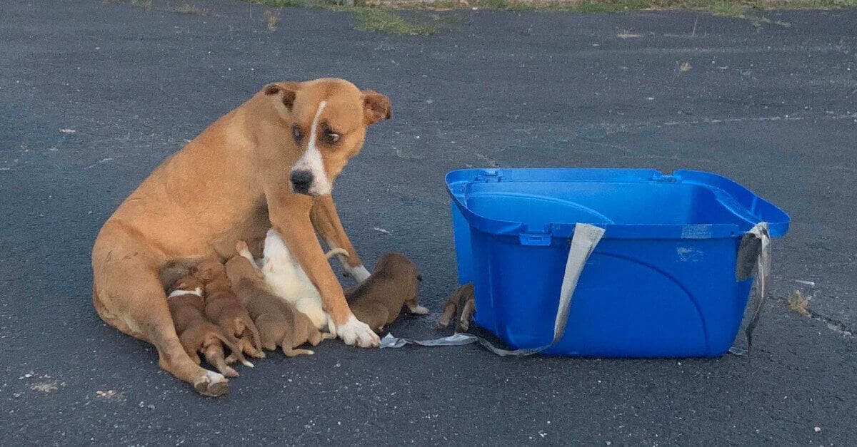 Abbandonano una cane con 9 cuccioli in un parcheggio della chiesa senza voltarsi indietro