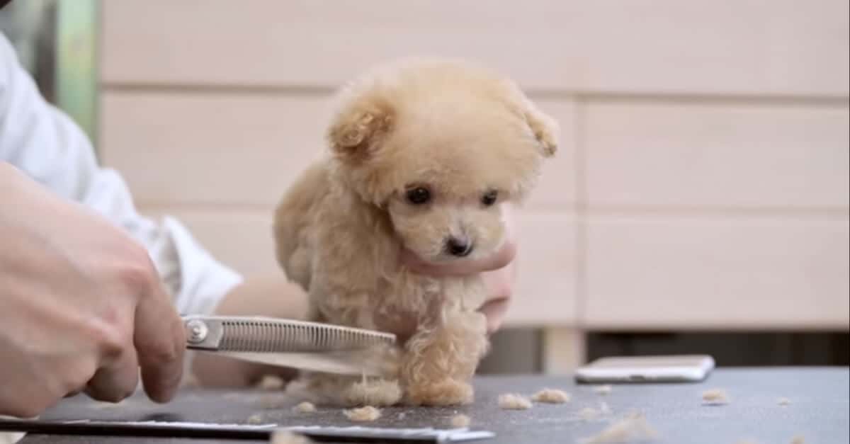 Cucciolo di 3 mesi viene tosato per la prima volta