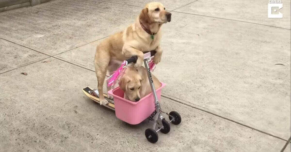 Il cagnolino porta il suo fratellino a fare una passeggiata su uno skate, tenerissimi!