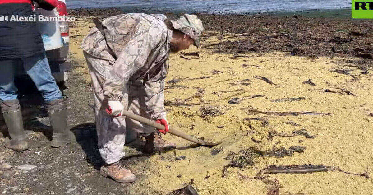 Tonnellate di caviale coprono le spiagge di Sakhalin e i russi lo raccolgono