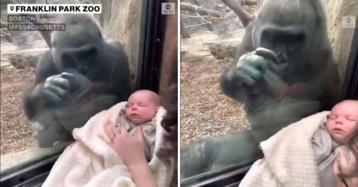 Una mamma gorilla rimane sbalordita quando vede un bimbo attraverso il vetro