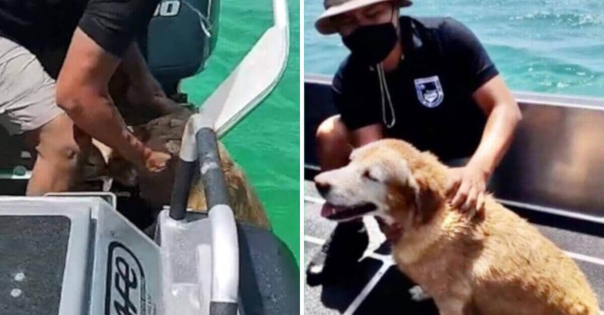 I vigili del fuoco salvano un cane che è stato spazzato via in mare nello Yucatán