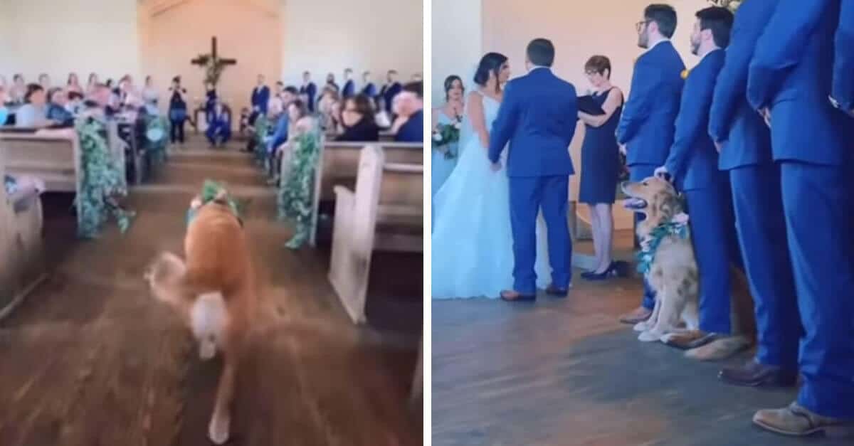 Il cucciolo partecipa al matrimonio dei suoi padroncini, il video diventa virale