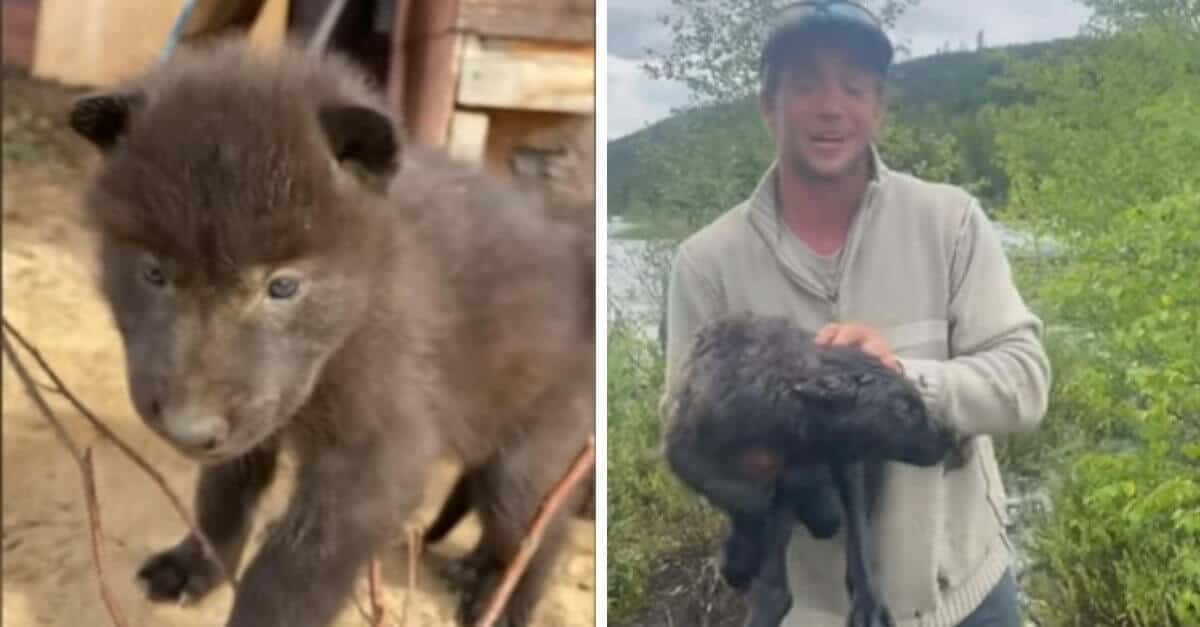 L’uomo trova due adorabili “cagnolini” nel suo cortile, ma rimane sorpreso nello scoprire che sono lupi selvaggi