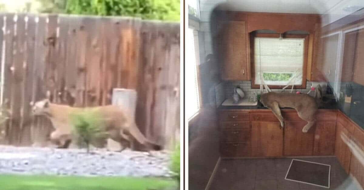 Un puma entra in una casa e finisce svenuto nel lavello della cucina