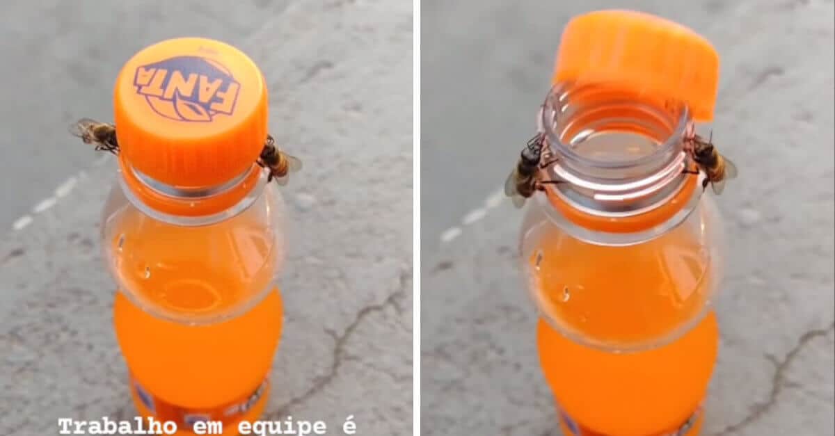 Video mostra due api che aprono una bottiglia di Fanta