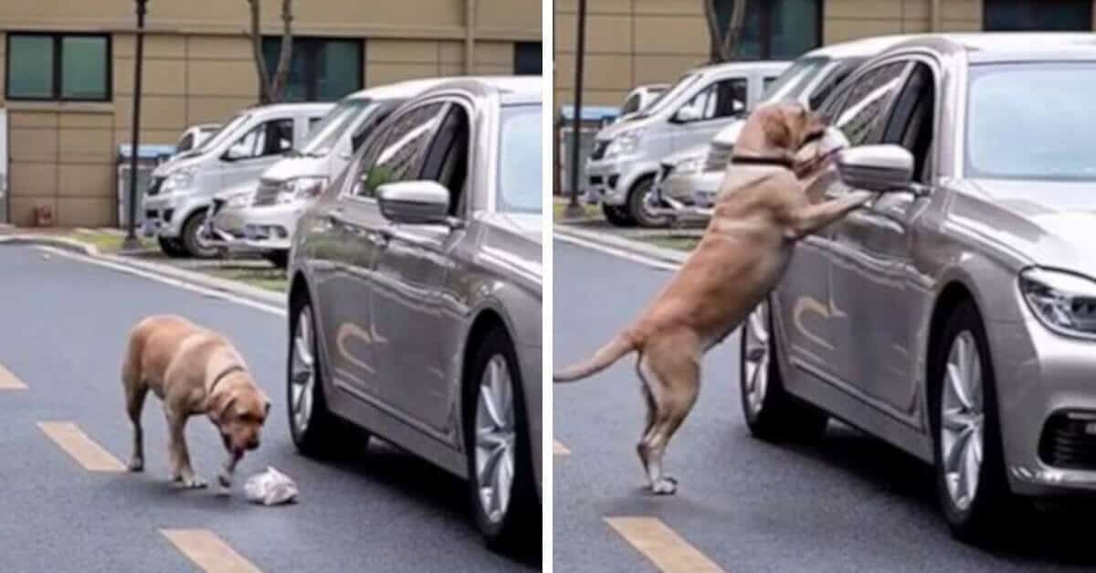 Il cane insegna a un umano una lezione di educazione civica raccogliendo la spazzatura che ha scaricato per strada