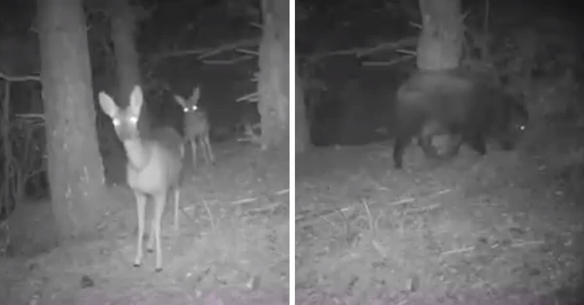 La telecamera nascosta installata nella foresta ha catturato attività notturne insolite