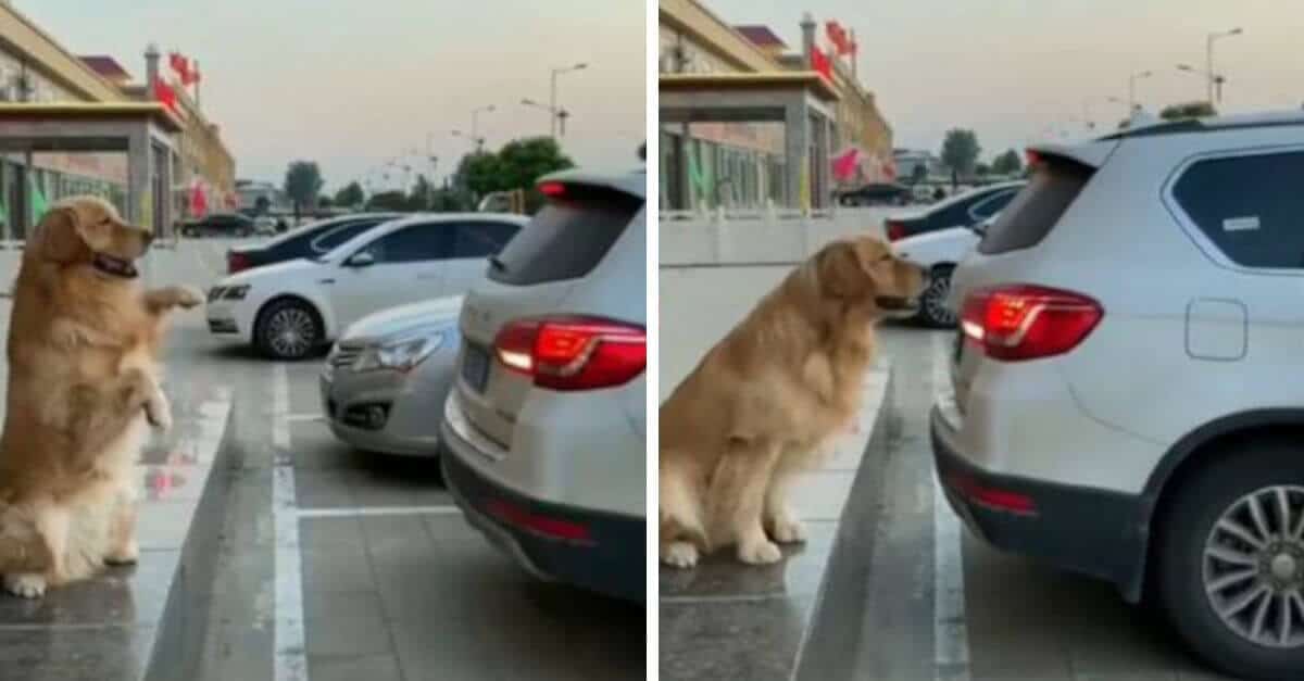 Il migliore amico dell’uomo: il cane aiuta il padrone a parcheggiare correttamente l’auto