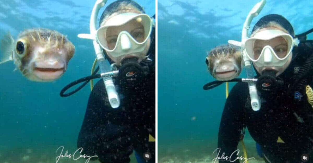 Selfie dell’anno: il pesce palla posa per la foto con il sub