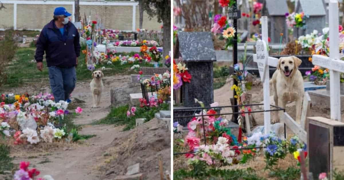 Dopo la morte del suo proprietario, questo cagnolino ha deciso di rimanere nel cimitero per confortare i visitatori