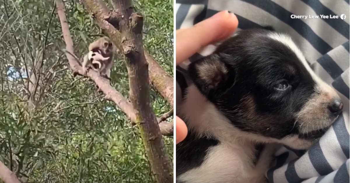 Una scimmia selvatica rapisce un cucciolo di due settimane e lo tiene per tre giorni (VIDEO)