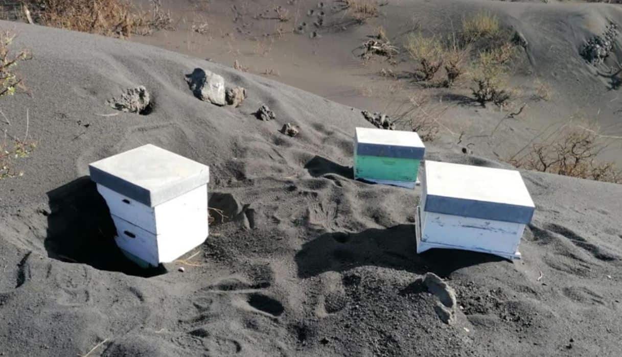 Migliaia di Api sono riuscite a sopravvivere dopo aver tarscorso più di 50 giorni sotto le ceneri del vulcano