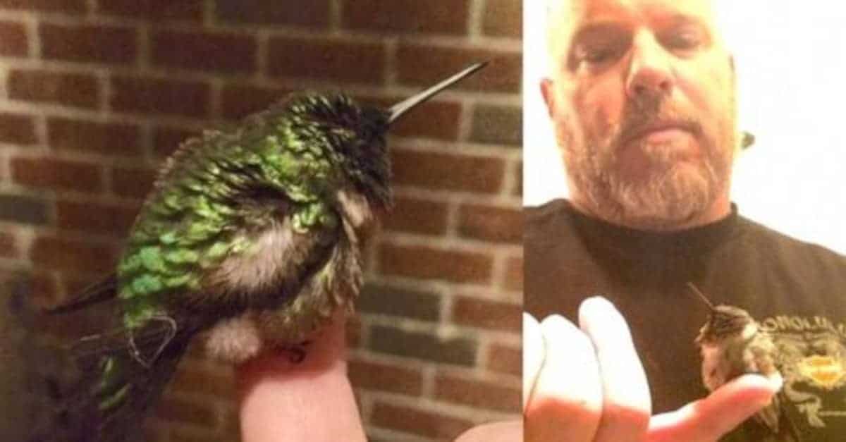 Colibrì ogni anno fa visita all’uomo che gli ha salvato la vita