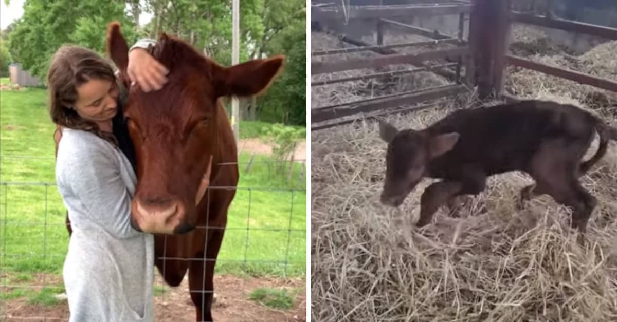 La donna salva il toro da piccolo e lui le offre la sua amicizia