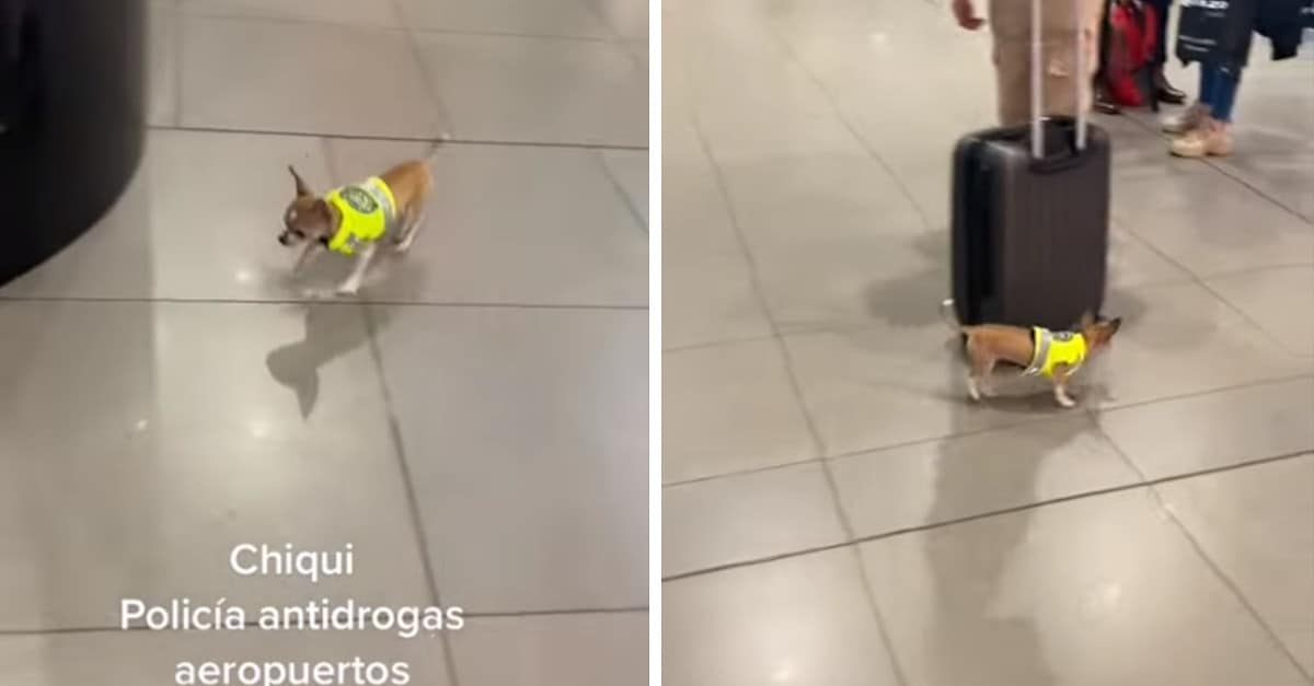 ​Il cane chihuahua funge da polizia antidroga in aeroporto. Piccole dimensioni ma ottimo naso