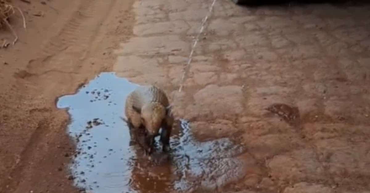 L’autista di un veicolo si è fermato per dare dell’acqua ad un piccolo armadillo