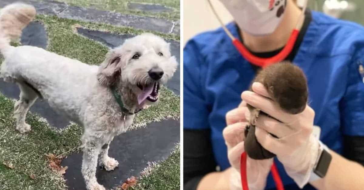 Cane con tre zampe malato di cancro salta nel fiume ghiacciato per salvare la piccola lontra