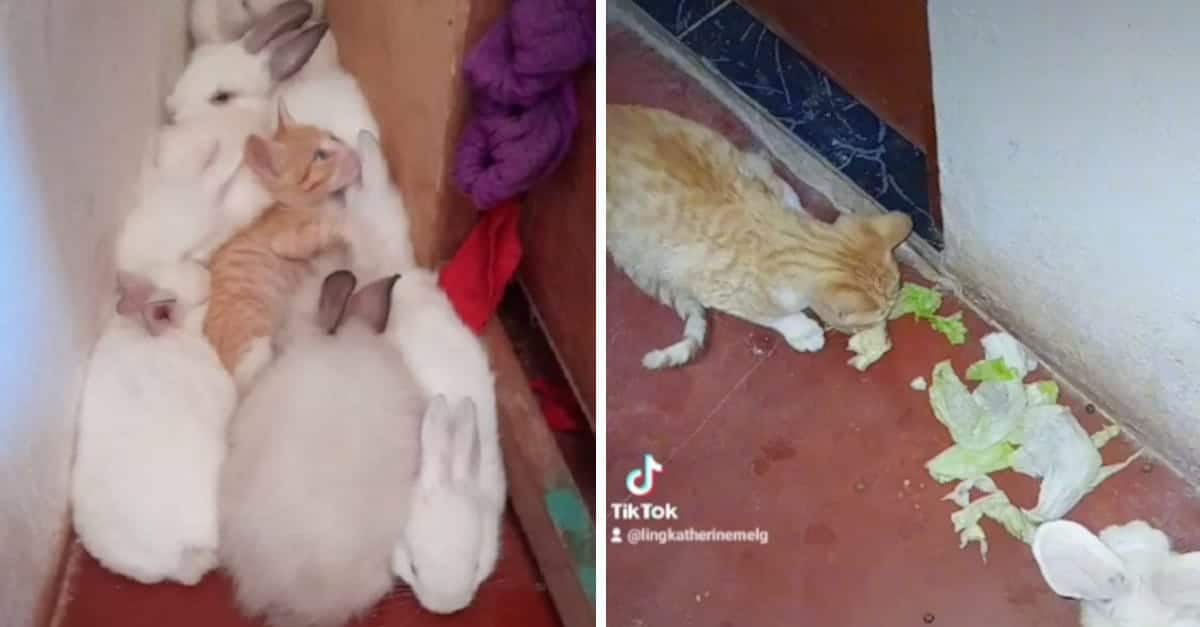 Il gattino cresce tra i conigli e sorprende i suoi proprietari mangiando con loro la lattuga