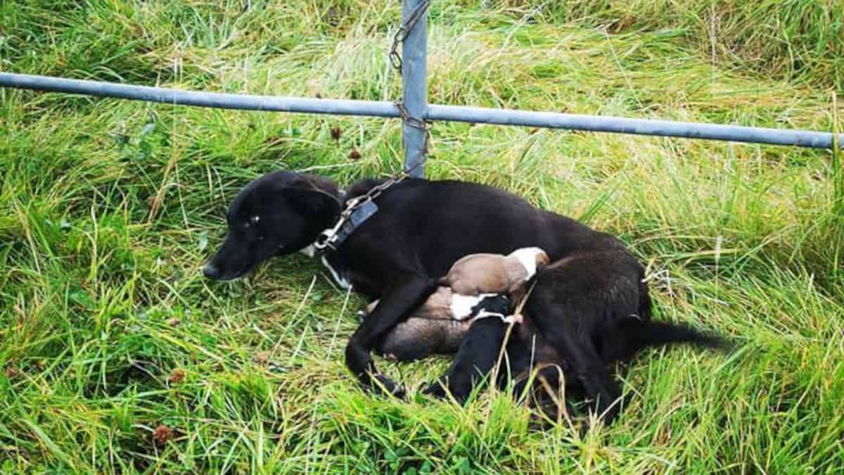 Il cane viene trovato incatenato al recinto mentre dà da mangiare ai suoi 6 cuccioli