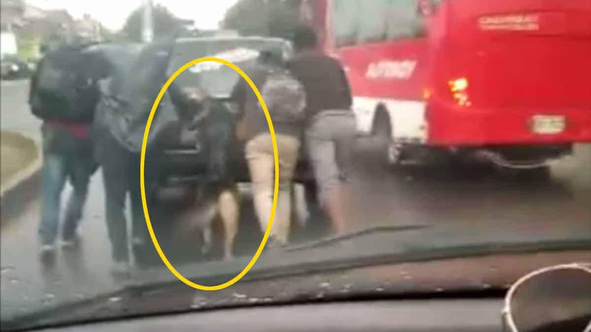 Il cane collabora nello spingere l’auto in panne del suo proprietario