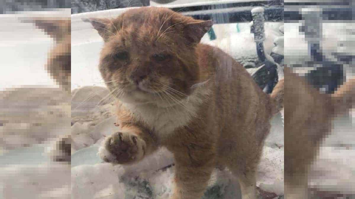 Gatto randagio bussa alla porta di una casa chiedendo di salvargli la vita