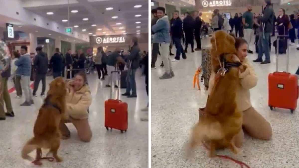 Cane ha aspettato la sua proprietaria in aeroporto dopo 3 mesi senza vederla. Gli è saltato sopra dall’emozione