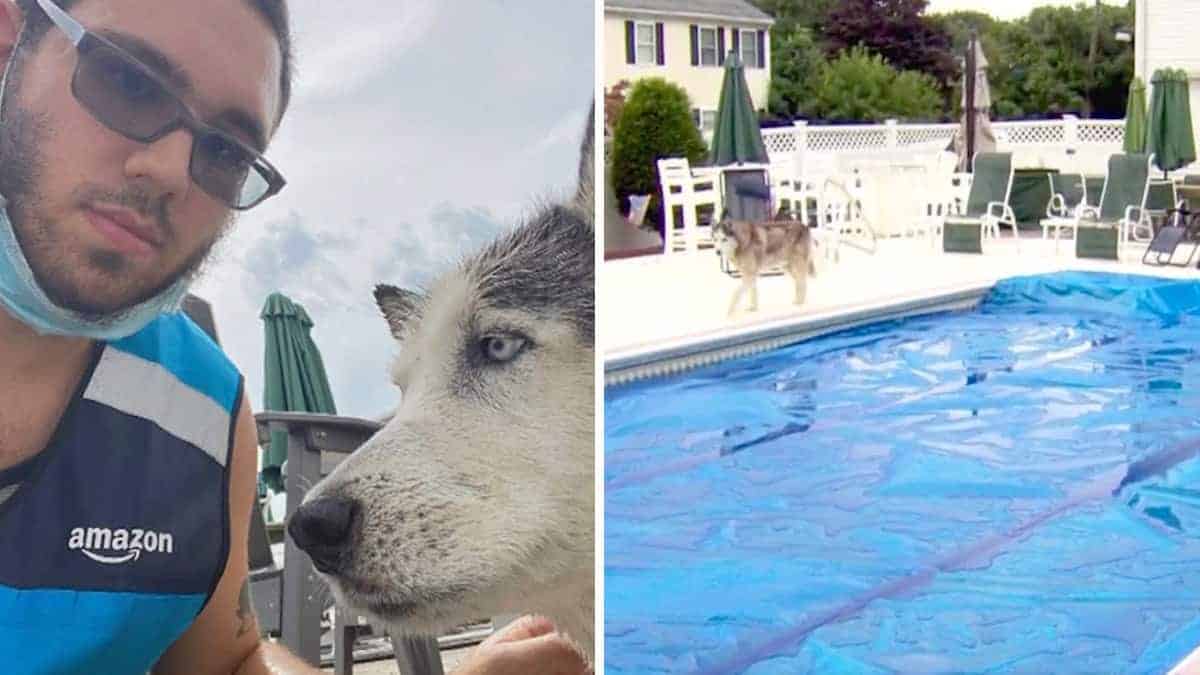 Il fattorino in servizio vede la museruola in piscina e salva l’anziano cane che stava per annegare