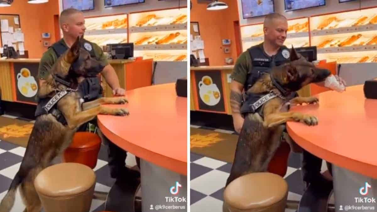 Il cane poliziotto riceve un gelato dopo ogni giornata di lavoro