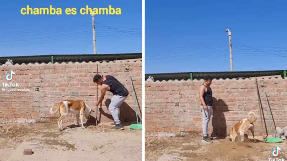 Il cane vede il suo umano che cerca di scavare una buca e decide di insegnargli la sua tecnica